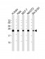 SODM Antibody
